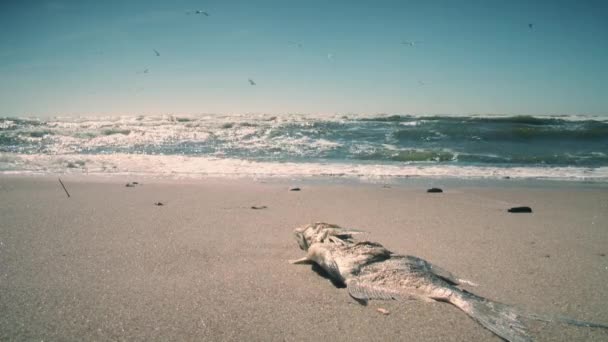 Мертва риба на морському піску. Морські хвилі і морські птахи. Статичний постріл — стокове відео