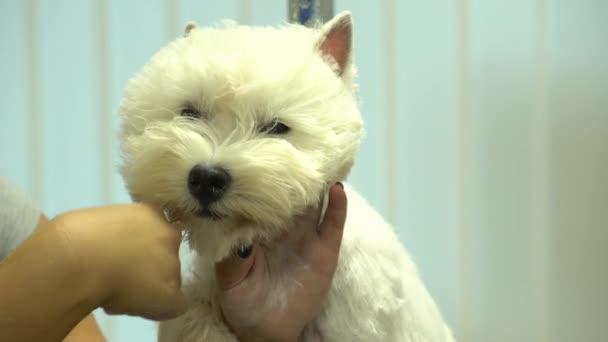 Bekwame specialistische handen werken aan de verwende hond in de kapper voor huisdieren. Handheld — Stockvideo