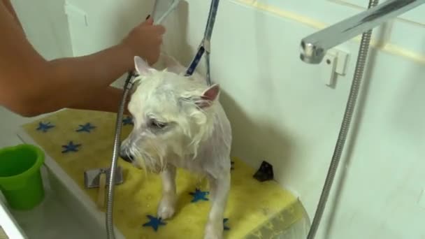Aranyos kutyus mosás zuhanyfejjel vízzel. Szépségszalon kedvtelésből tartott állatoknak. Kapaszkodás lövés — Stock videók