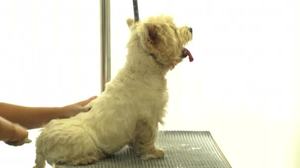 Grooming zabawny pies w salonie fryzjerskim dla psów. Ręczny strzał — Wideo stockowe