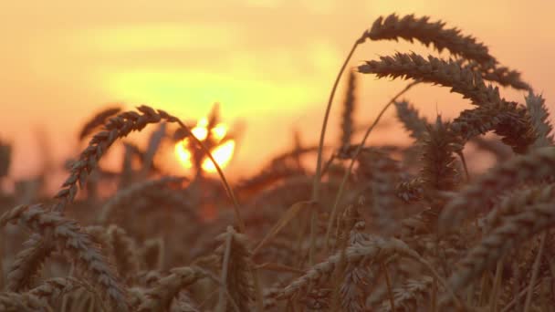 Wheat ears against sunset. time lapse shot — ストック動画