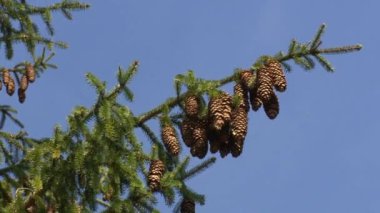 Mavi gökyüzünde koni bir sürü köknar orman ağacı dalları. Statik çekim