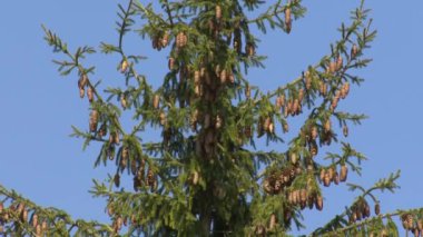 Konilerle çam dalları. Statik çekim.