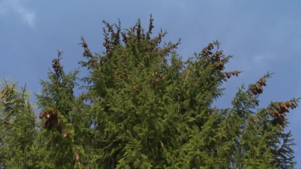 Les branches d'arbres forestiers de sapin avec des cônes se déplacent dans le vent sur le ciel bleu. Plan statique .