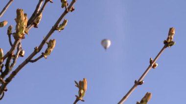 tomurcukları ve bulanık hava balonu sinek ile kestane ağacı dalları. Statik çekim