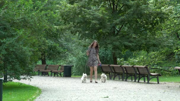 Woman have a walk with two little white doggies in park. Static shot — ストック動画