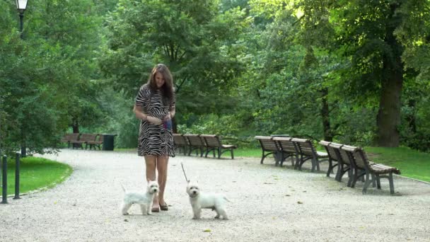 Modèle féminin en robe ont marché avec une paire de chiens blancs dans le parc. Plan statique — Video