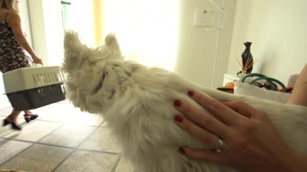 Wanita dengan anjing menunggu di salon penata rambut hewan peliharaan. Bawa kotak transportasi anjing. . — Stok Video
