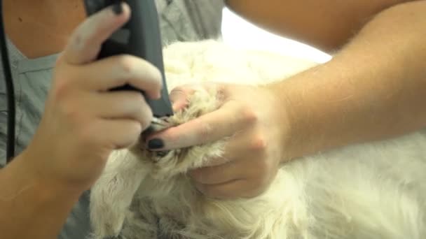 Perro en salón de peluquería de mascotas consiguiendo corte de pelo de pata con trimmer. Disparo de mano — Vídeos de Stock