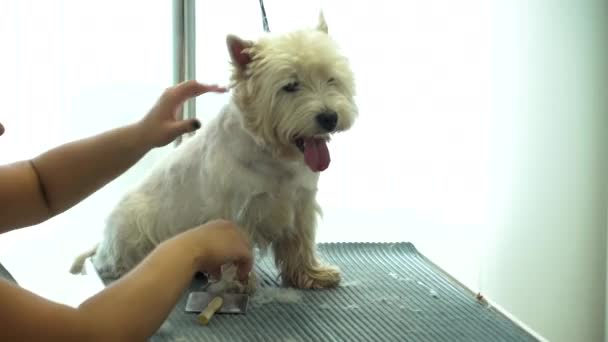Skilled specialist hands wit scissors cut dog in pet barber salon. Handheld shot — Stock Video