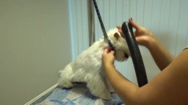 Kızgın köpek kürk saç kurutma makinesi ile kurutulmuş alıyorum. Şımarık hayvan. El çekimi