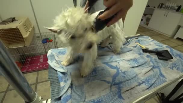 Γυναίκα groomer στεγνώνει δυτικά Highland λευκό τεριέ μαλλιά σκύλου με στεγνωτήρα μαλλιών — Αρχείο Βίντεο
