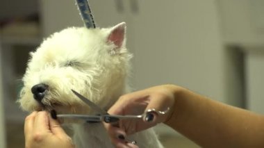 Köpeğin saçını kestir. El makas ile güzellik salonunda evcil hayvan üzerinde çalışmak. El çekimi