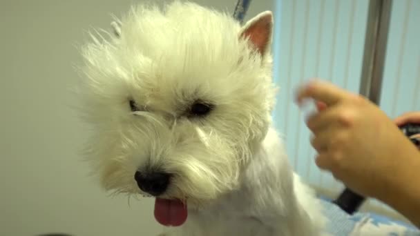 Kadın damat saç kurutma makinesi ile batı yayla beyaz terrier köpek saç kurur — Stok video