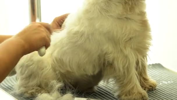 Groomer met behulp van borstel op hond. Handheld schot — Stockvideo