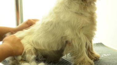 Evcil hayvan kuaför salonunda profesyonel işçi damat küçük köpek. yavaş çekim
