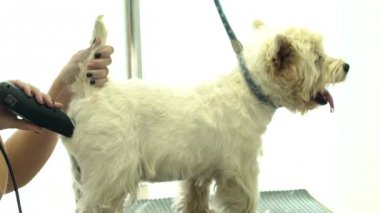 Damat makasları çalışırken köpek ekli tasma ile yakın tıraş ediliyor.