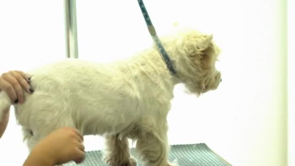 Σκύλος να πάρει τα μαλλιά κομμένα με ένα ηλεκτρικό ψαλίδι σε κατοικίδιο ζώο Κομμωτήριο — Αρχείο Βίντεο