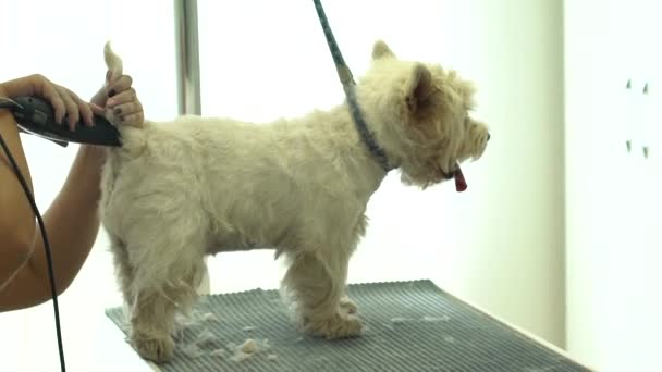 Stilist profesionist de tuns animale de companie poveste câine cu tuns electric. Lovitură manuală — Videoclip de stoc
