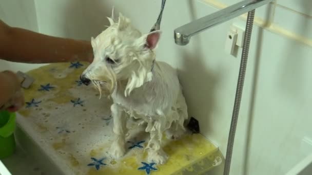 Groomer mãos lavar cão bonito com shampoo. Spa de beleza. Tiro portátil — Vídeo de Stock