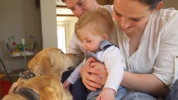 Υπέροχη οικογένεια μητέρα πατέρας και γιός χαϊδεύουν το κατοικίδιο σκυλί στο σπίτι. Φορητή βολή — Αρχείο Βίντεο