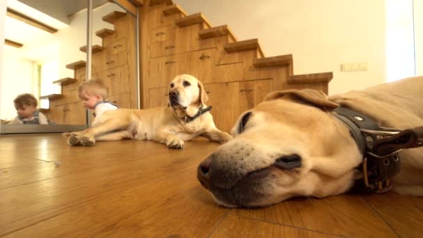 Dua anjing besar dan bayi laki-laki kecil di lantai kayu di rumah. Tembakan statis — Stok Video