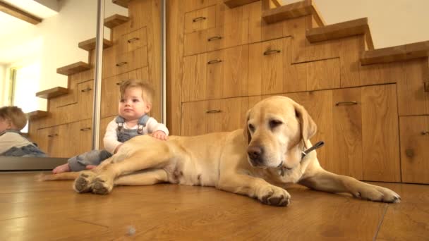 靠近镜子的地板上的狗和男婴。孩子触摸宠物的毛皮。静态拍摄 — 图库视频影像