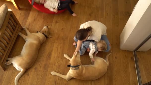 Junge schaukeln im Wohnzimmer. Mutter mit Baby-Sohn und zwei Hunden. Handschuss. — Stockvideo