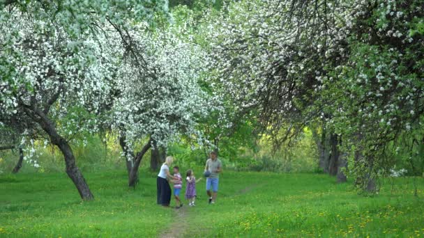 Ung familj går genom blommande träd i vårparken. Statiskt skott — Stockvideo