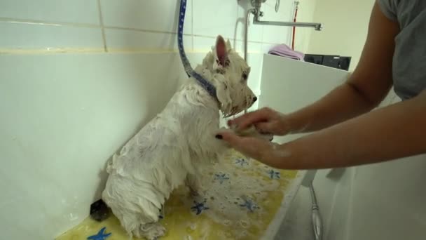 Groomer spláchne bílého psa do kadeřnictví. Ruční snímek — Stock video