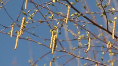 Mavi gökyüzü arka plan üzerinde erken ilkbaharda Huş catkins. Statik çekim