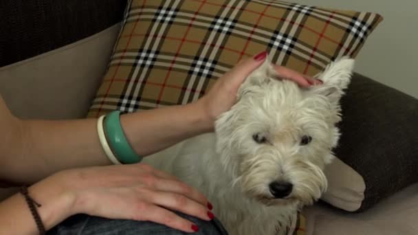 Vrouw hand aaien haar schattige witte hond huisdier. Slow Motion 100fps schot. — Stockvideo