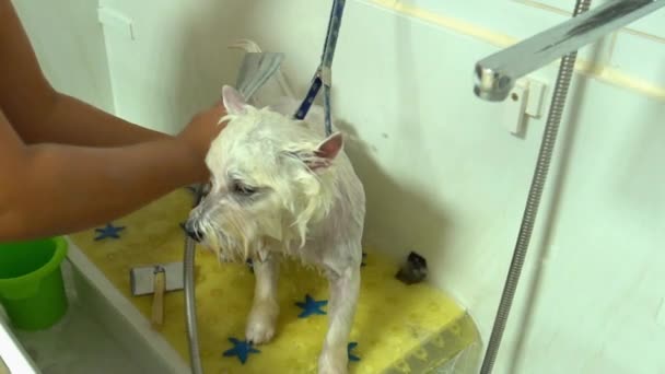 Divertido lavado de perros con agua de la cabeza de ducha. Movimiento lento — Vídeos de Stock