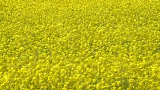 Нафтопереробний завод Brassica napus Oil Seed Rape. Поле жовтого квіткового олійного грабежу — стокове відео