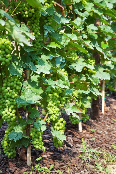 Grape Vinejards Piedmont Italy — Stock Photo, Image