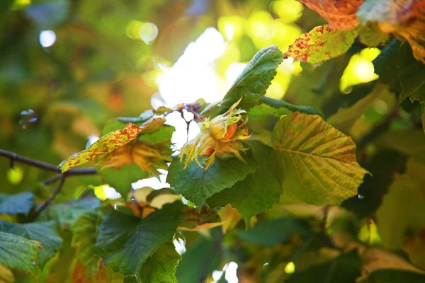 Zweig Mit Haselnüssen Herbst — Stockfoto