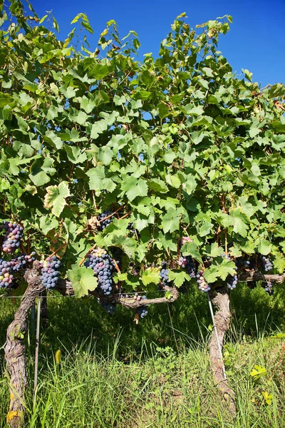 Black Organic Grapes Vineyard Piedmont Italy — Stock Photo, Image