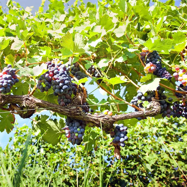 Black Organic Grapes Vineyard Piedmont Italy Low View — Stock Photo, Image