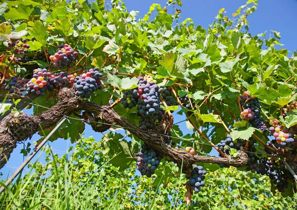 Uvas Orgânicas Pretas Uma Vinha Piemonte Itália Vista Baixa — Fotografia de Stock