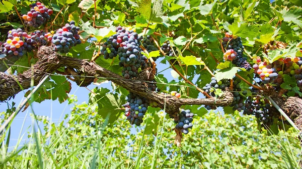 Black Organic Grapes Vineyard Piedmont Italy Low View — Stock Photo, Image