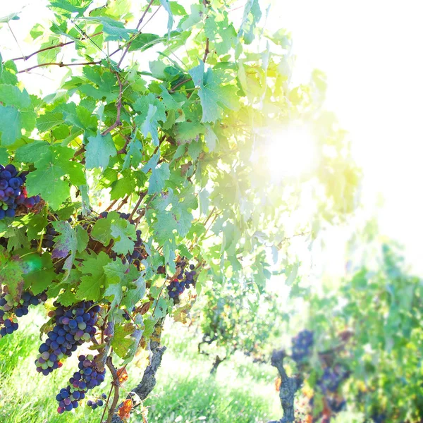 Uvas Orgánicas Negras Viñedo Piamonte Italia Atardecer Bajo Wiev Enfoque — Foto de Stock