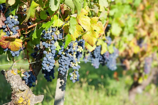 Uvas Negras Orgánicas Viñedo Piamonte Italia Atardecer Enfoque Selectivo —  Fotos de Stock