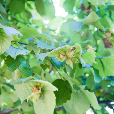 Yaz aylarında fındık ile şube. Seçici odak ve pastel renkler