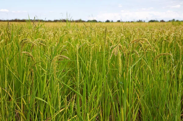 Italian Paddy Piedmont Vercelli Detail Ears Rice Organic Cultivation — Stock Photo, Image