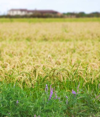 Piedmont, Vercelli yanında İtalyan paddy. Ayrıntı otu ve kır çiçekleri bir organik pirinç ekimi. Çiçekler ve logo veya metin için alan seçici odak.