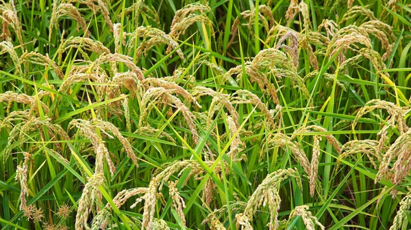 Italian Paddy Piedmont Vercelli Detail Ears Rice Organic Cultivation — Stock Photo, Image