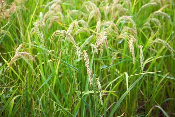 Paddy Italiana Piemonte Vicino Vercelli Dettaglio Spighe Riso Coltivazione Biologica — Foto Stock