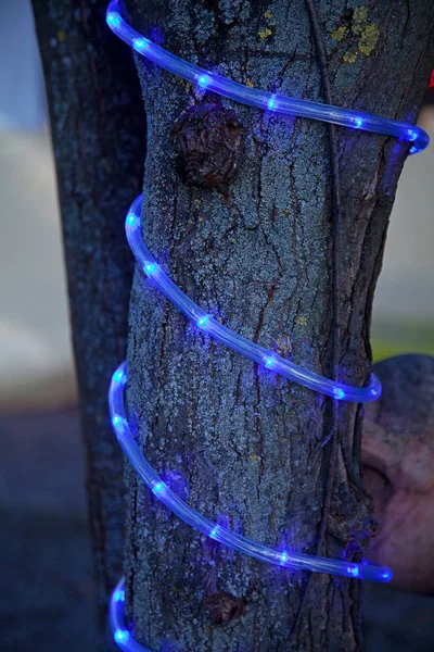 Голубые Огоньки Темноте Устремились Дереву — стоковое фото