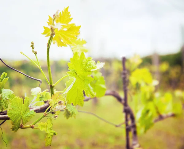 Рослина виноградної лози навесні — стокове фото
