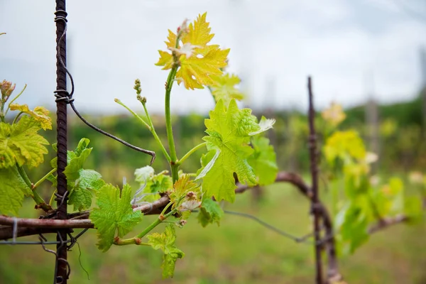 Весной виноградная лоза — стоковое фото